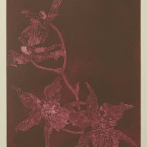This collagraph print from 2012 is the first in the orchid series. This oncidium orchid was the first of many to die for my printmaking.