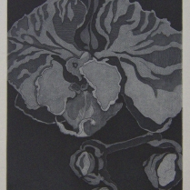 "Phalaenopsis I," 2017 etching
